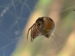 Hentziectypus globosus