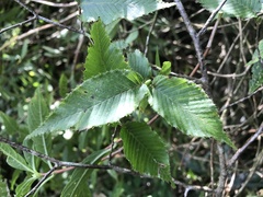 Carpinus rankanensis