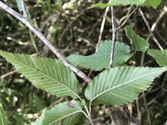 Carpinus rankanensis