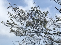 Carpinus rankanensis