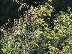 Carpinus rankanensis