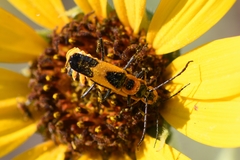 Chauliognathus basalis