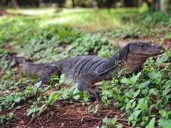Varanus salvator macromaculatus