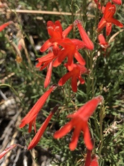 Penstemon pinifolius