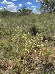 Gomphrena nitida