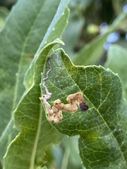 Stigmella heteromelis