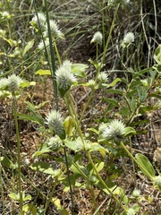 Gomphrena nitida