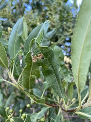 Stigmella heteromelis