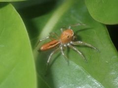 Cosmophasis lami