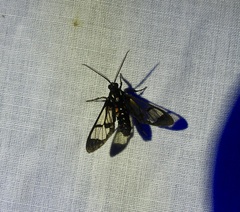 Cosmosoma xanthosticta