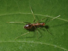 Anoplolepis gracilipes