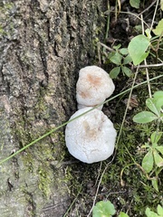 Entoloma abortivum