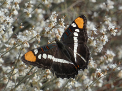 Adelpha eulalia