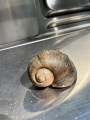 Pomacea canaliculata