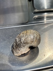 Pomacea canaliculata