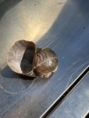 Pomacea canaliculata