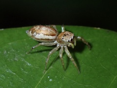 Cosmophasis lami