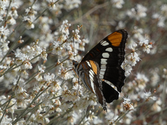 Adelpha eulalia
