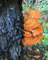 Laetiporus conifericola