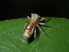 Cosmophasis lami