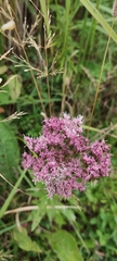 Eupatorium lindleyanum