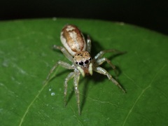 Cosmophasis lami