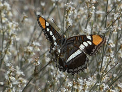 Adelpha eulalia