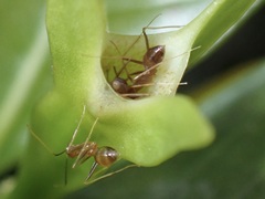 Anoplolepis gracilipes