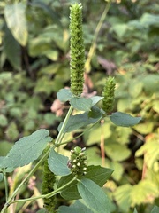 Agastache nepetoides