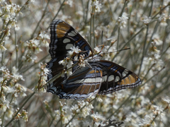 Adelpha eulalia