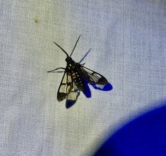 Cosmosoma xanthosticta