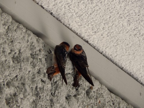 Golondrina pueblera (Petrochelidon fulva)