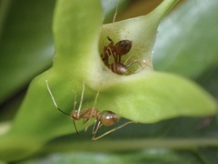 Anoplolepis gracilipes