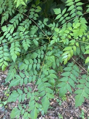 Koelreuteria