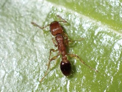 Tetramorium bicarinatum