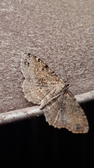 Melanolophia canadaria