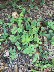 Oxalis latifolia