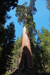 Sequoiadendron giganteum