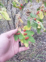 Lonicera tatarica