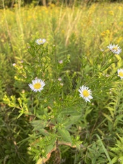 Symphyotrichum firmum