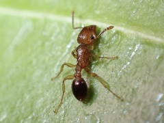 Tetramorium bicarinatum