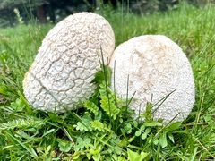 Calvatia booniana