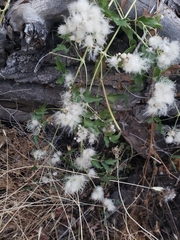 Clematis ligusticifolia
