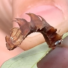 Eucyclodes metaspila