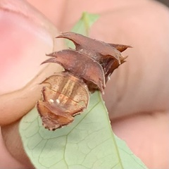 Eucyclodes metaspila