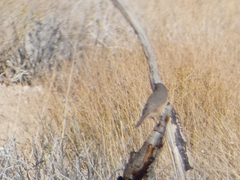 Salpinctes obsoletus