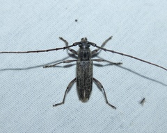 Elaphidion mucronatum