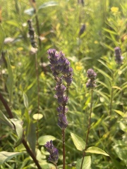 Agastache foeniculum