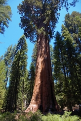 Sequoiadendron giganteum