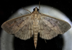 Herpetogramma aquilonalis